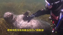 潜水员遇海豹求挠痒痒，画面温馨有趣