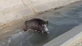 野豬掉進水溝，還試圖攻擊人，還好你爬不上來