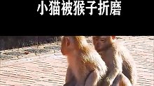 小猫真是太可怜了被两只猴子折磨