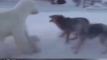 北极熊外出觅食被狗围攻，幼崽害怕得紧紧抱住大熊