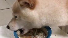 第一次见吃饭这么讲究的狗，害怕弄脏鼻子用下牙捞饭