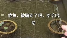 一直以为鱼的眼睛没什么用 原来它们都看得到啊