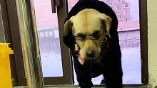 下雪的时候有身份的东北小狗是会出来汗蒸的。。