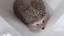 给最棘手的刺猬洗澡，最后小肚肚好可爱啊!