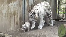 日本伊豆野生动物园里的白虎宝宝，被妈妈咬住后瞬间乖乖不动了