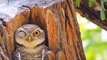 原来猫头鹰的眼皮是从下往上的，好搞笑！