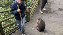 与猴王零距离接触，胆小的人类发出惊悚的惨叫，你害怕吗