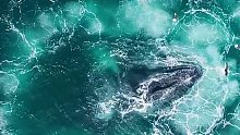 座头鲸气泡织网捕鱼，最远古的捕鱼方式。
