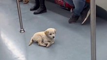 一只无家可归的小狗，安安静静待在地铁里取暖，谢谢大家善意的包容
