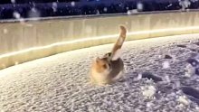 好大的雪，好冻jiojio,孤独的在路上行走的猫咪将何去何从 。。