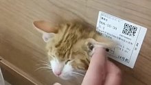 猫：我重要还是柜子重要