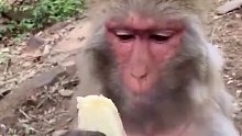 原来猴子吃东西都比我讲究