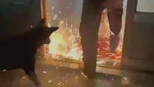 小狗狗：你们不懂，烟花得屋里放才悦目！
