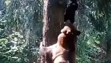 熊太胖，爬不上树，逃过一命
