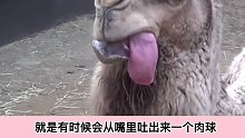 骆驼冷知识