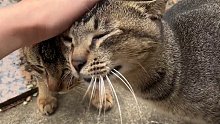 正摸着流浪猫呢，突然另外一只猫把猫头伸了过来，这闪现交得准