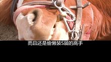这匹马为了不干活竟然学会了装死奥斯卡欠它一个小金人