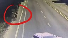 出警跟回来两条跟屁虫