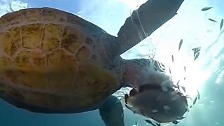海龟吃水母为什么不怕中du？