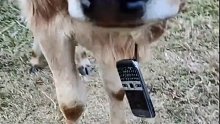 小伙给牛群配上手机