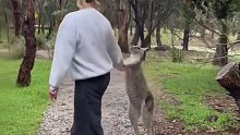 在澳洲 别惹袋鼠‼️‼️