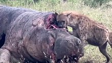 鬣狗吃掉了河马的大脑。