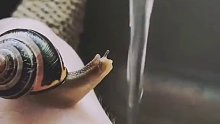蜗牛喝水的样子，是不是很治愈啊