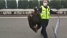 秃鹫惊现高速公路，蜀黍带回大队请吃肉，请喝水
