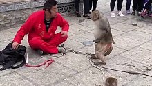 猴哥吃软怕硬，挺会做人