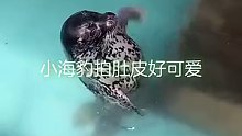 海豹：看懂了不，我饿了！