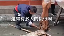 这狗是真的凶