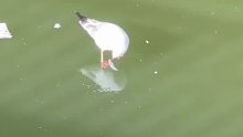小鱼冰面下转圈圈挑衅海鸥，海鸥被急得嘎嘎叫
