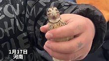 河南：鸡头稳定！男子拿鹌鹑起舞，犹如钉在空气中一般