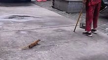 黄大仙最喜欢吃的居然是老鼠