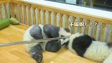 还以为是偷熊猫的，没想到竟然是为了