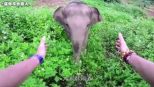 大象与分开35年的饲养员见面，却依旧一眼在人群中认出他