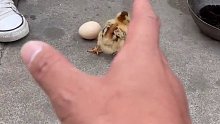 小鸡也会敷蛋？你们见过吗？#美食趣胃计划