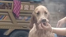 狗：妈 有没有一种可能 我并不想洗澡