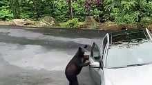 网友把车子停在户外，结果被路过的熊无意中打开了车门 熊