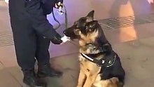 别看警犬平时挺严肃的，其实也是个小嗲精呢