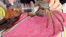 这只螃蟹居然会喝酒，居然还一滴都没漏！