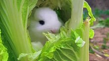 小兔的理想实现了，住在白菜房里，吃不完的粮，狗友的陪伴
