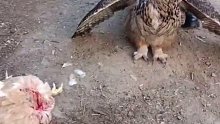 猫头鹰把村民家的鸡咬死了