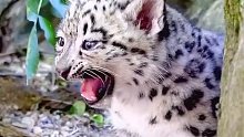 非常珍稀而濒危的雪山精灵——雪豹