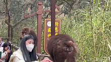 峨眉山猴_ 保持距离！其实我们一直未曾改变…