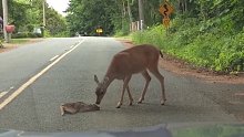 外国小姐姐开车时，偶遇一只被汽车吓坏不敢走路的小鹿。