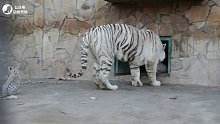 动物园的小白虎出笼了，白虎妈妈在巡逻