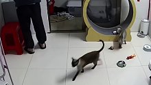猫咪见主人的手机在猫咪跑步机上，直接上去跑到快出残影