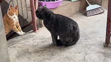 已经和家猫干起来了，一天能吵八百次