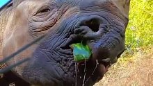 一起来看犀牛吃西瓜，原来它们头上的角是这样用哒